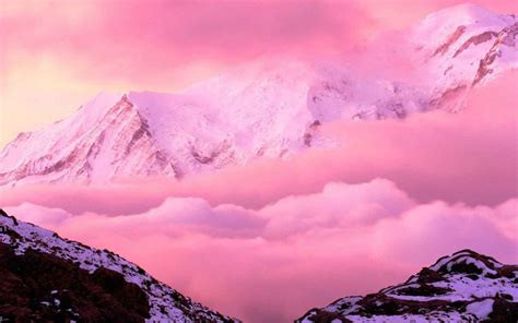 粉紅雪山多久開花